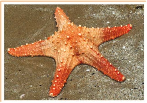 Fotos de animales estrella mar