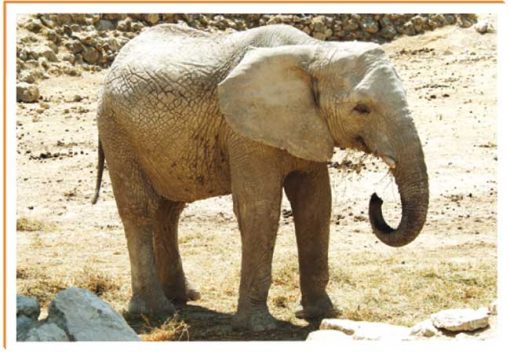 Fotos de animales elefante