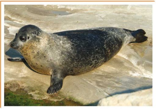 Fotos de animales foca