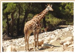 Fotos de animales jirafa