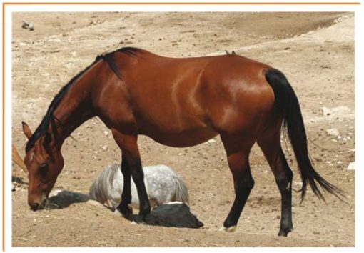 Fotos de animales caballo