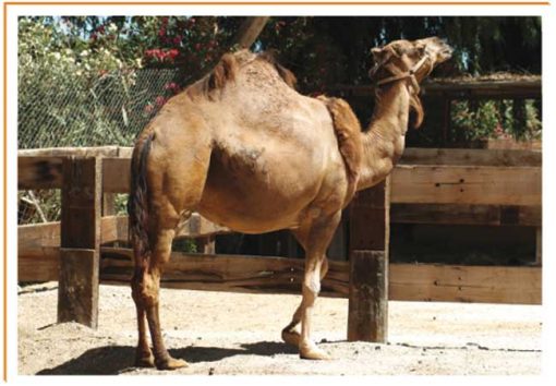 Fotos de animales camello